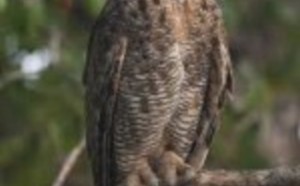 main_image_great-horned-owl-150x150