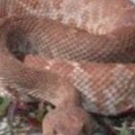 main_image_reddiamondrattlesnake-150x150