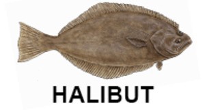 medium_halibut