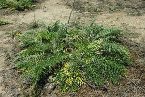 Invasive plant: Artichoke Thistle, Cynara cardunculus 